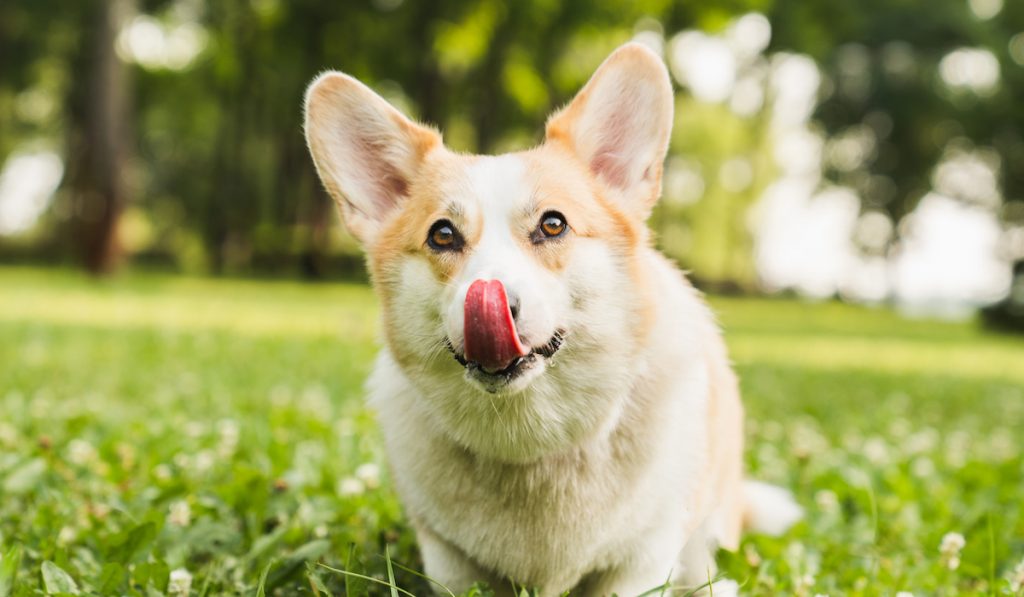 corgi licking nose