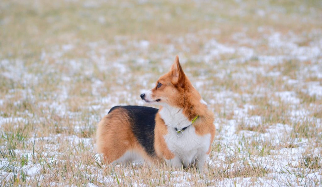 corgi looking behind