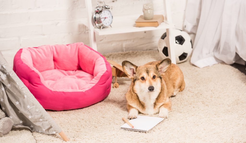 corgi on carpet