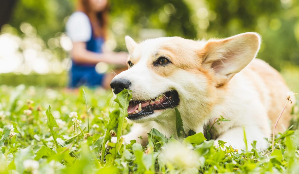 corgi on grass