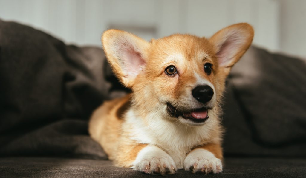 corgi on sofa