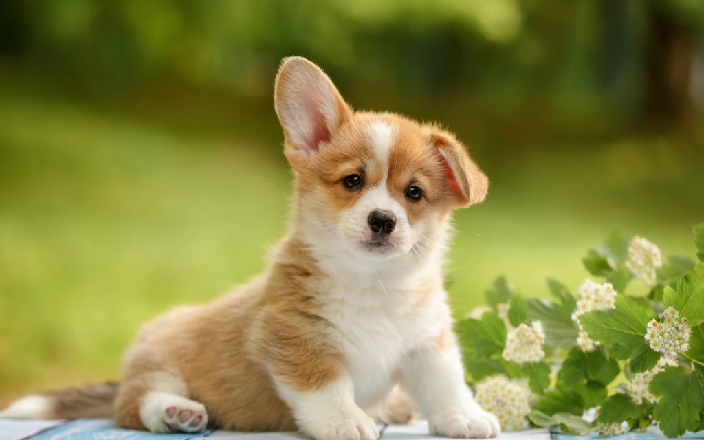 corgi one ear down