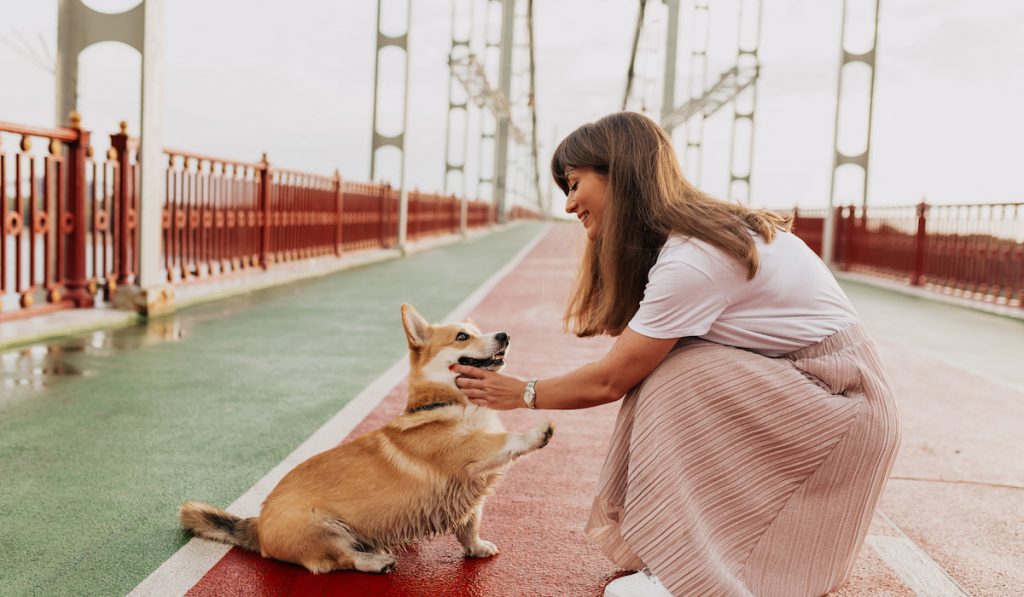 corgi owner calming corgi