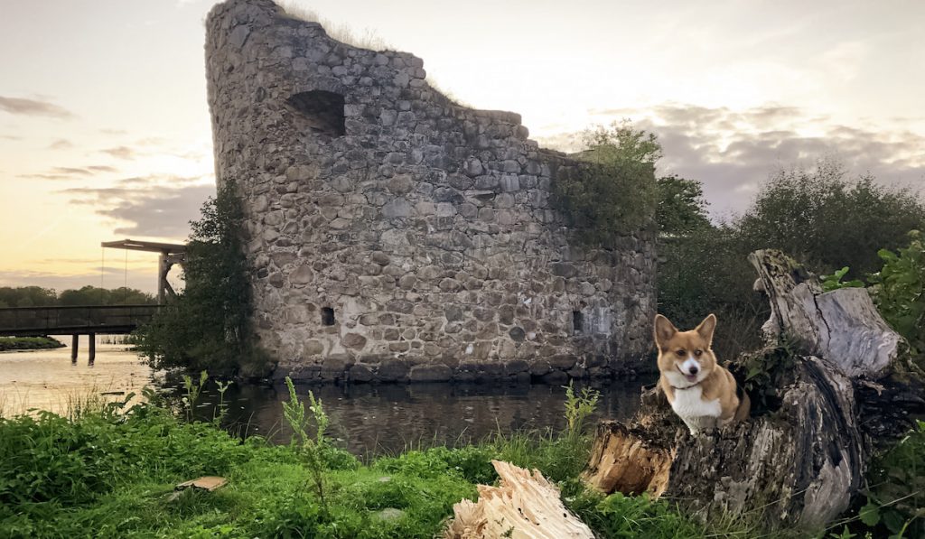 corgi popping out of cut down tree