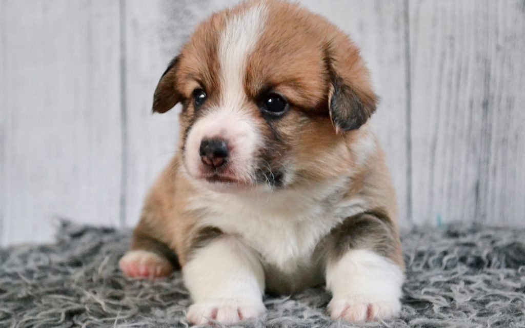 corgi pup