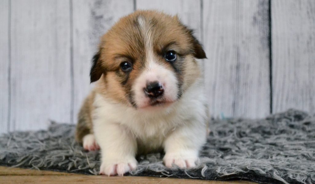 cute corgi pup