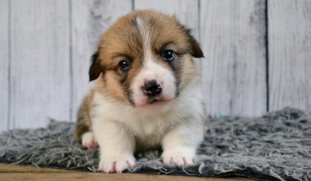 Do Corgis' Ears Stand Up Naturally? (are They Floppy?) - Corgi Life