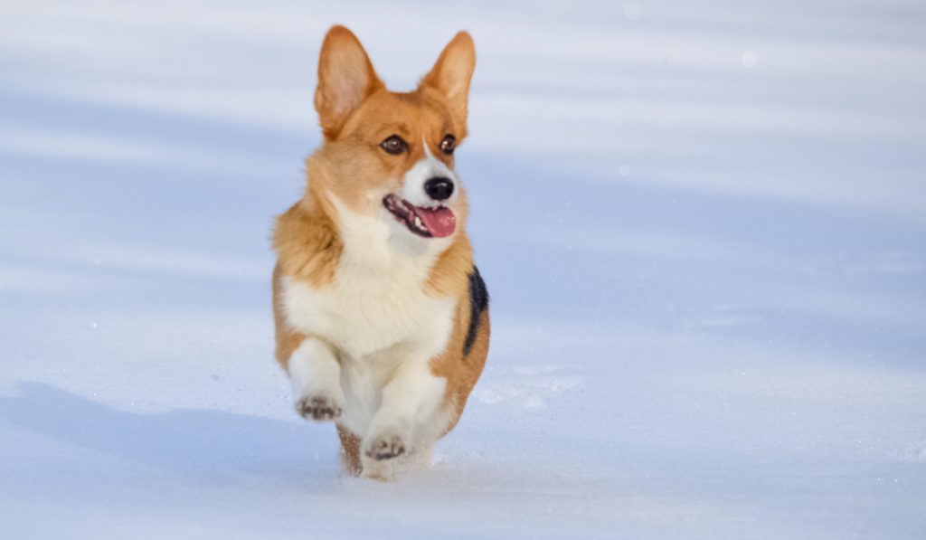 corgi running on snow