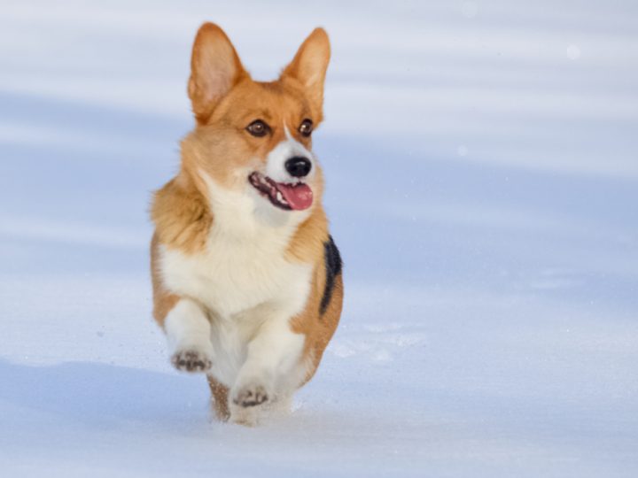 corgi running on snow