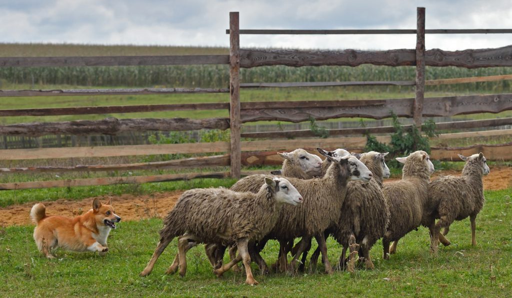 corgi shepherding sheep