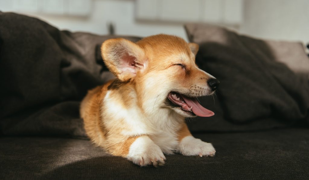 corgi sitting on black sofa