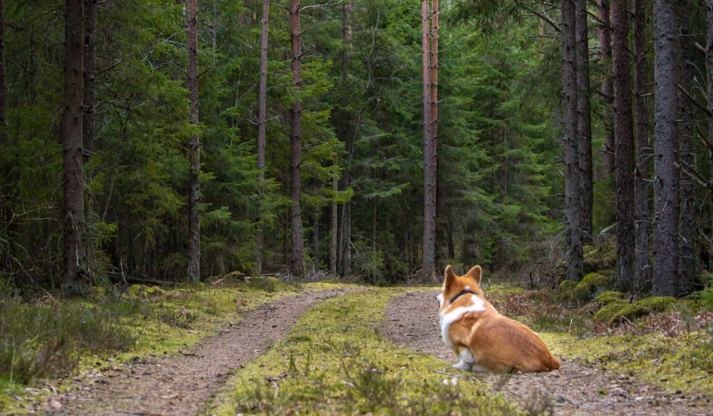 corgi sitting on road