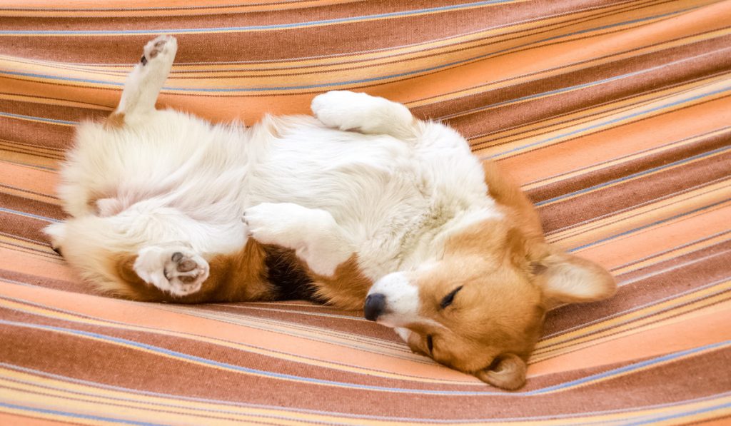 corgi sleeping on its back