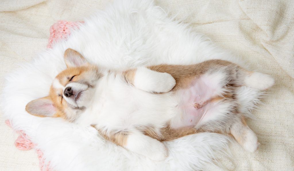 corgi sleeping on its back