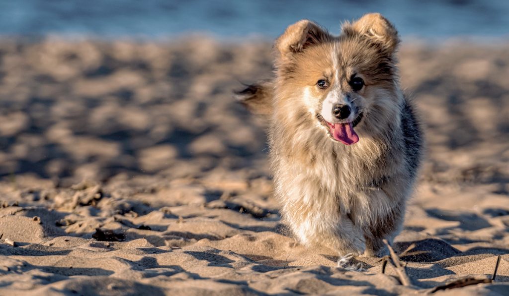 corgi strolling at the beach