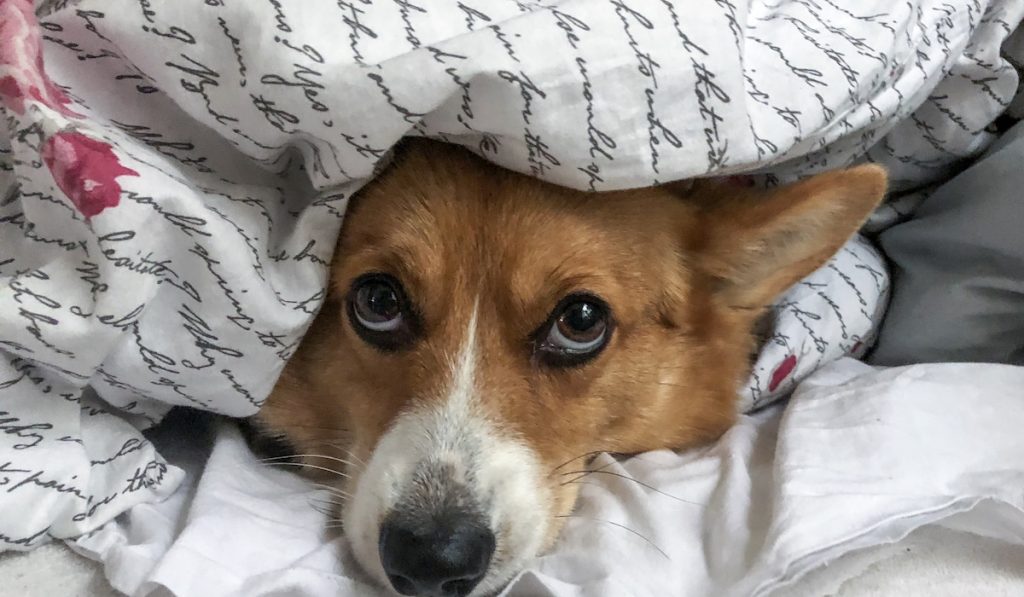 corgi under a blanket