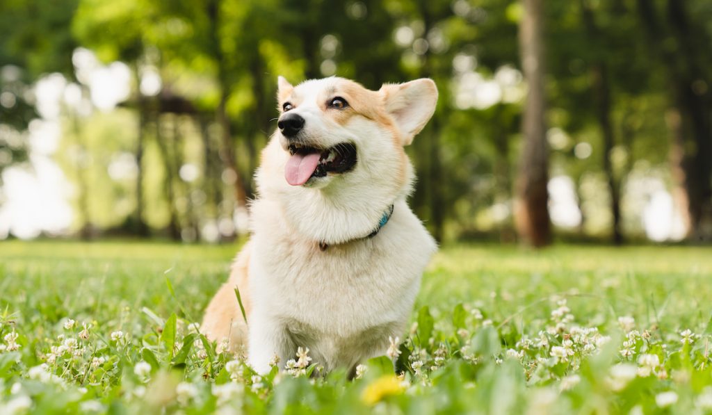 corgi under the sun