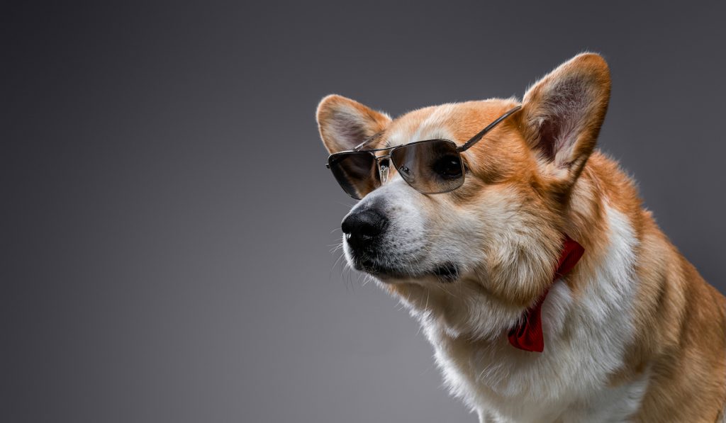 corgi wearing sunglasses 