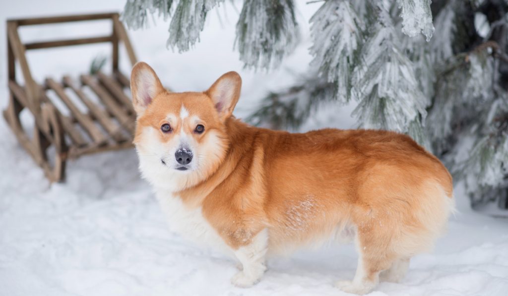 ginger corgi on snow 