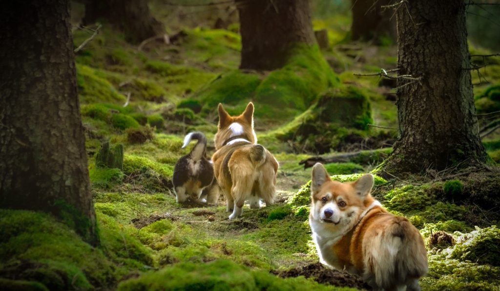 group of corgi