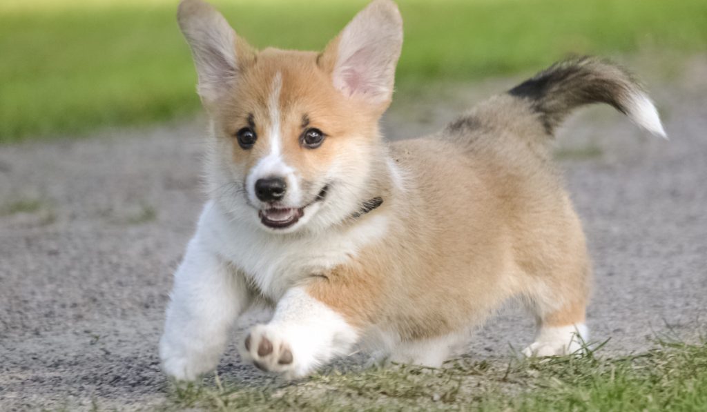 happy corgi running