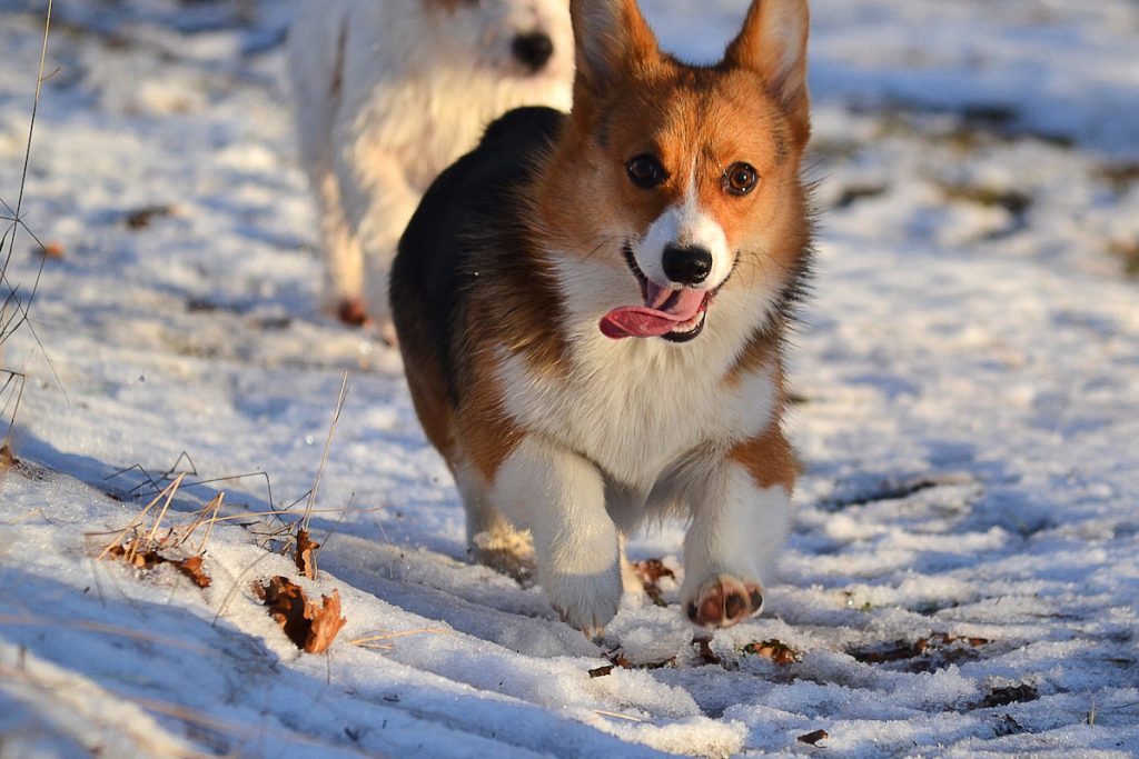 running corg