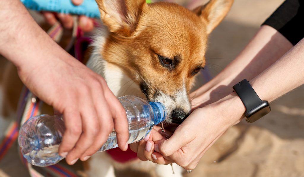 thirsty corgi drinking water