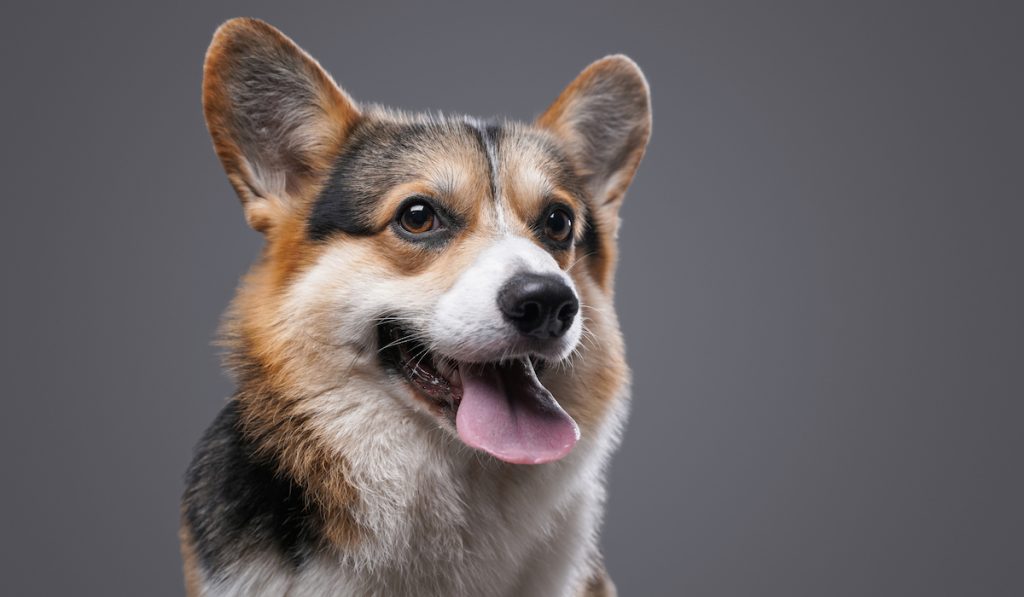 tri colored corgi