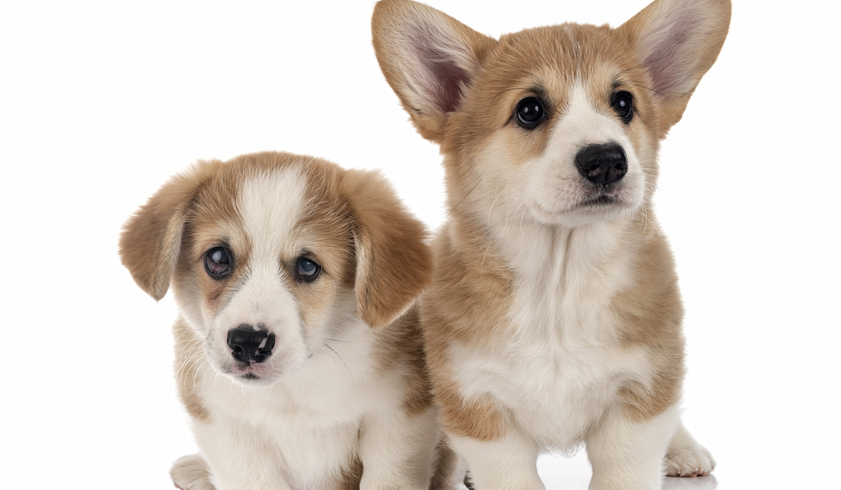 Do Corgi Puppies Change Color 6 Possible Color Changes Corgi Life