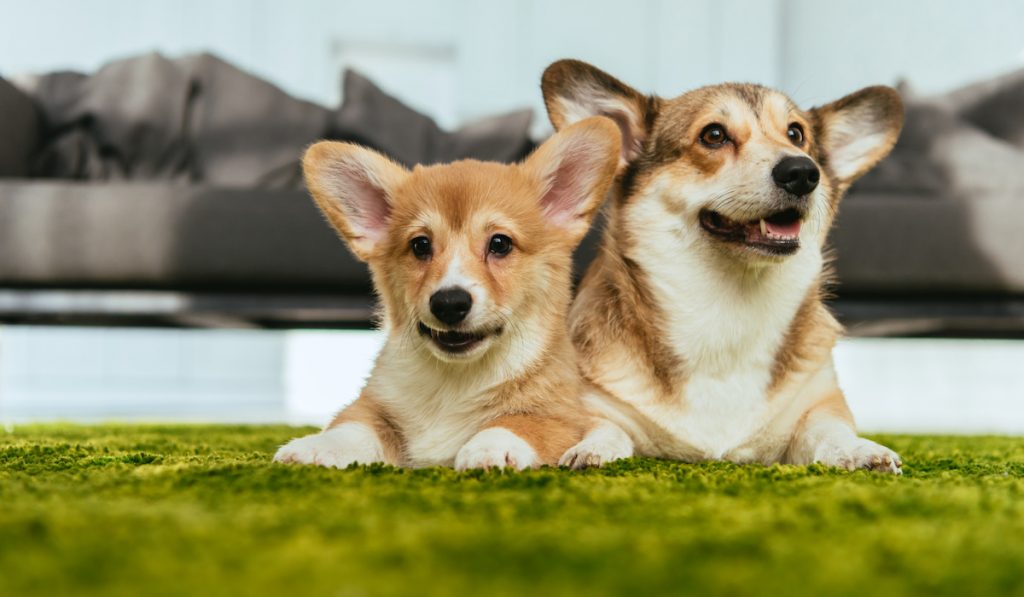 two corgis sitting together