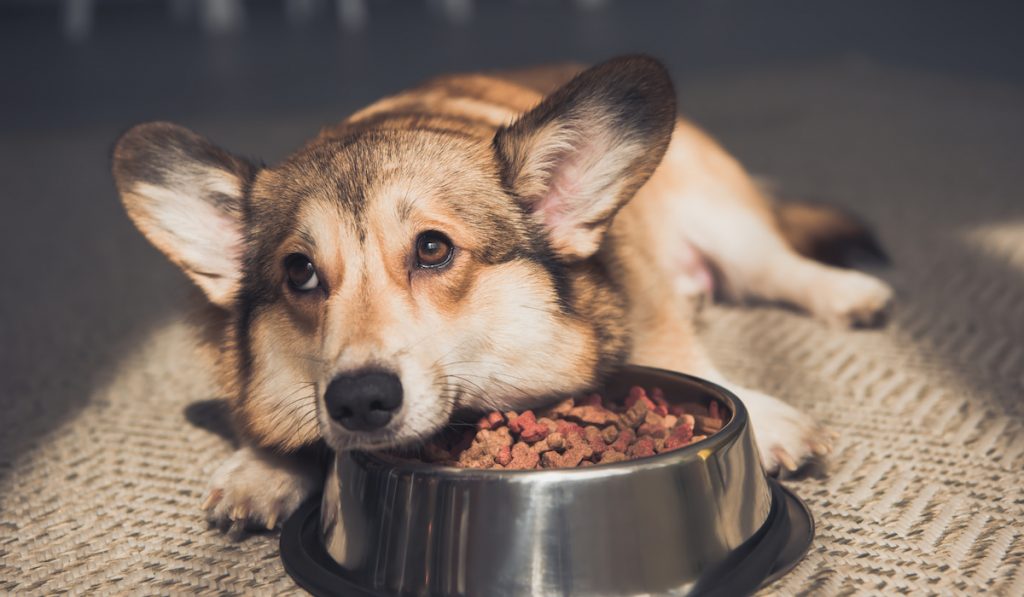 upset pembroke corgi