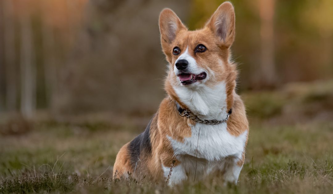 Are Pembroke Corgis Born Without Tails? - Corgi Life