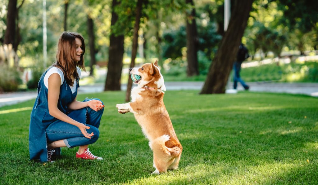 woman training corgi