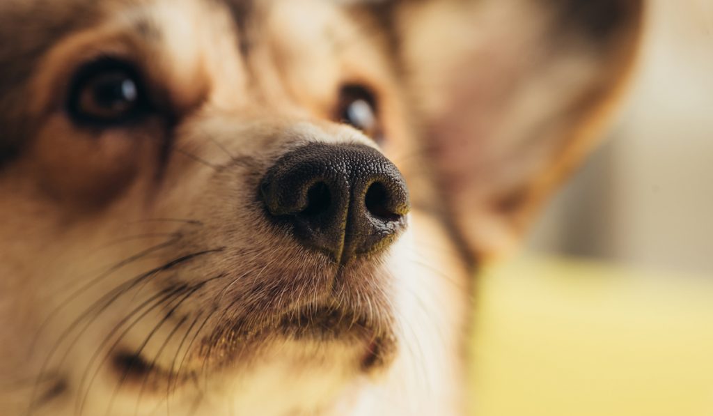 closeup of corgi nose