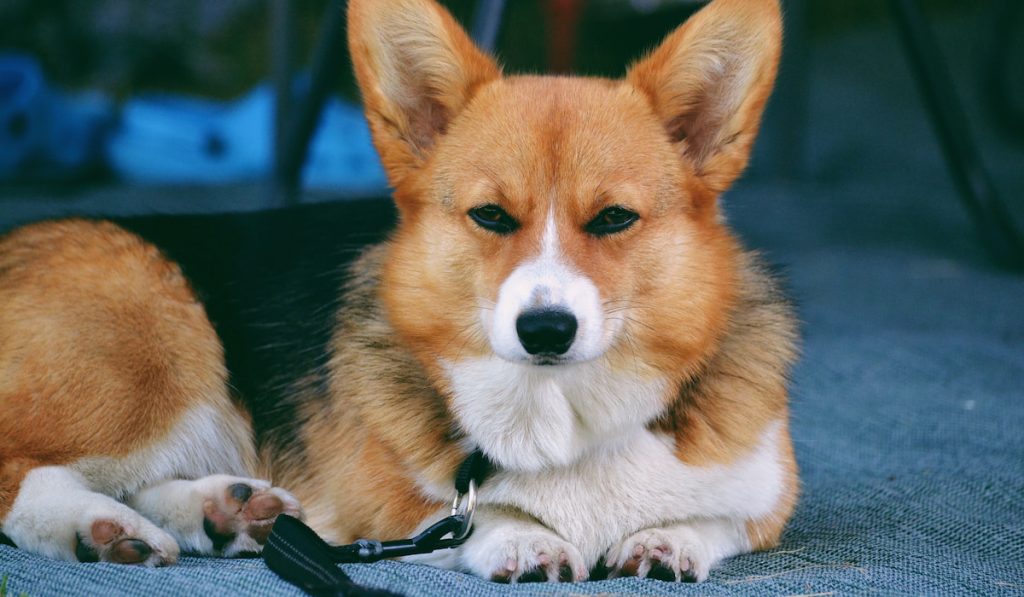 corgi looking serious