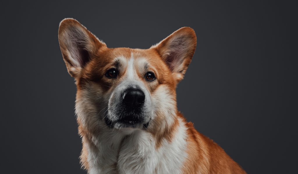 corgi nose