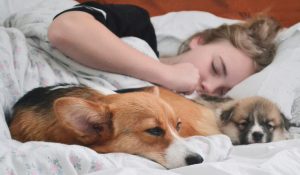 corgi on bed not in the mood