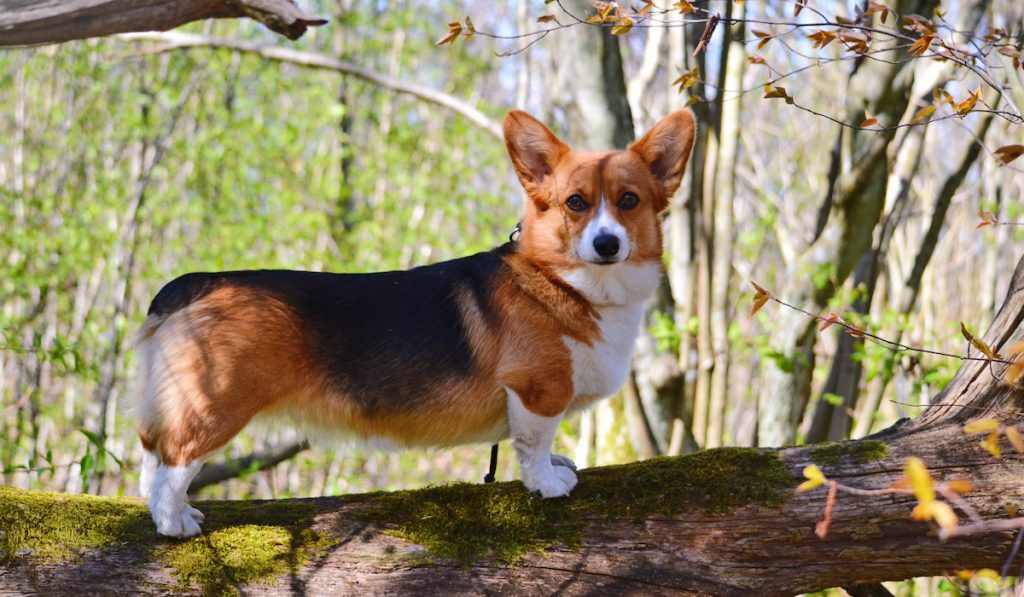 corgi standing on a big branch