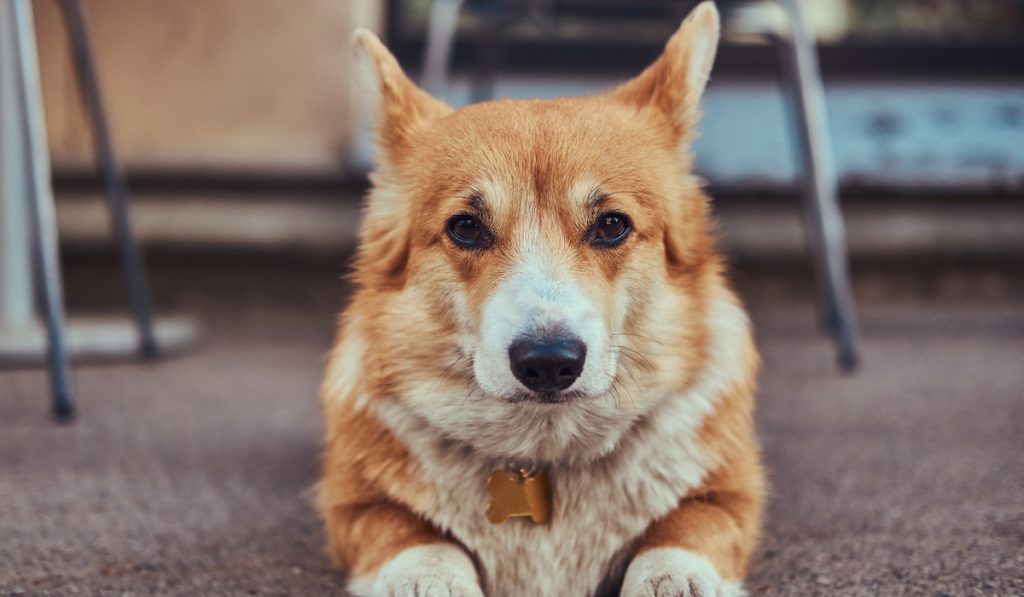 corgi waiting