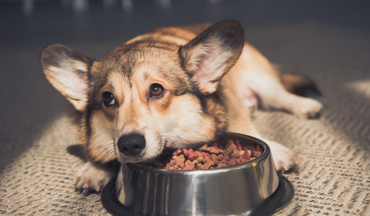 what should i feed my corgi puppy